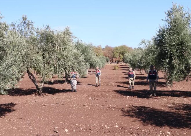 Kilis’te Zeytin Hırsızlığına Karşı Denetim